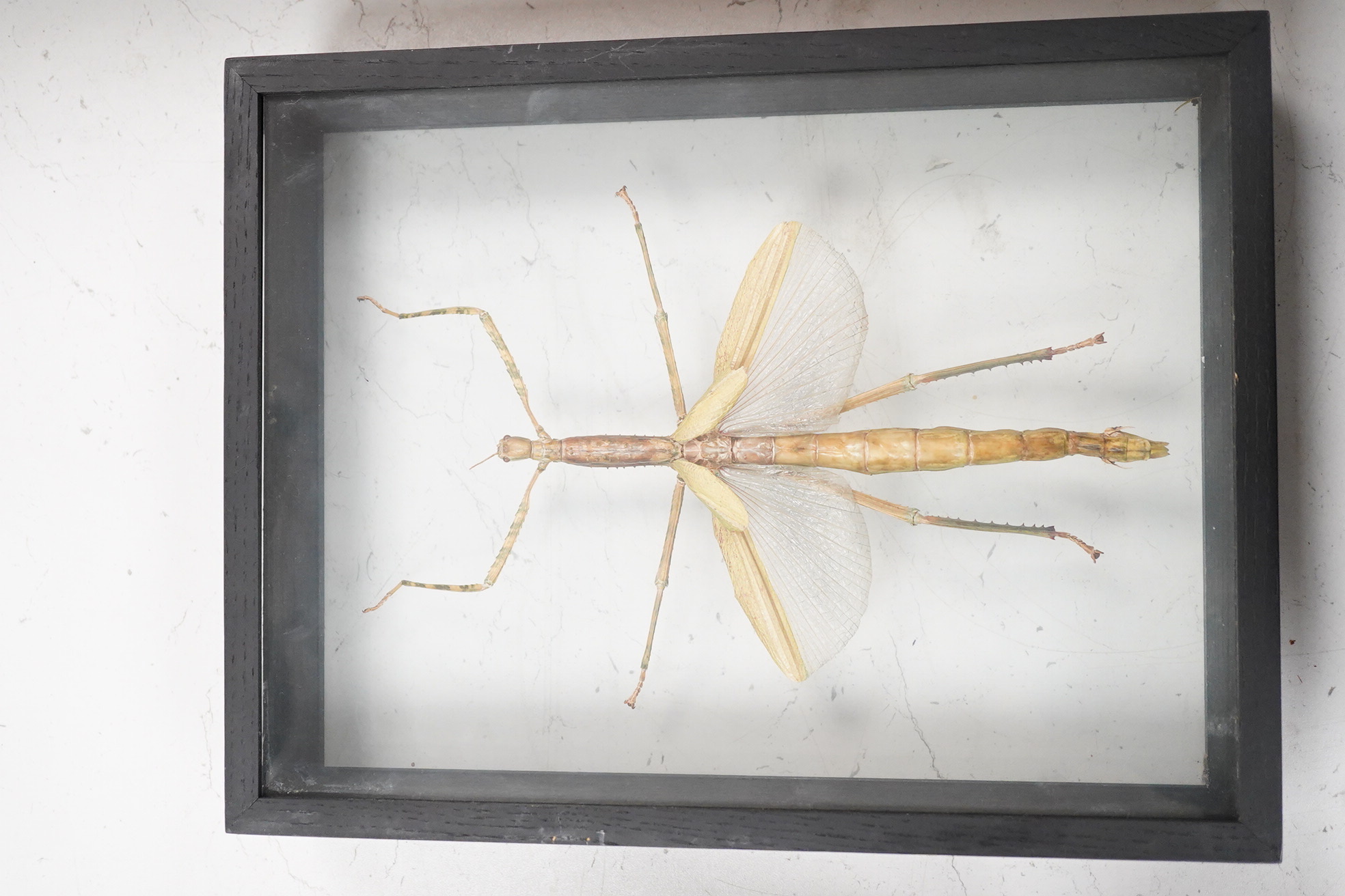 A collection of four cased taxidermy insects; the male and female Atlas Moths, 38.5cm x 31cm x 5.5cm, a Praying Mantis, a Harlequin beetle, and a Scorpion, all mounted in black painted frames, with glazed front and back